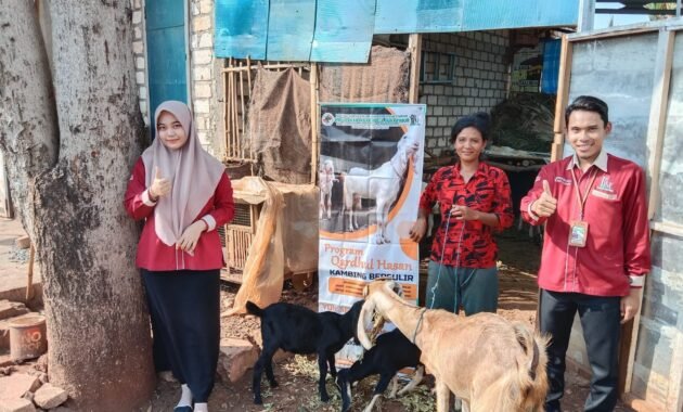 KAMBING BERGULIR 2